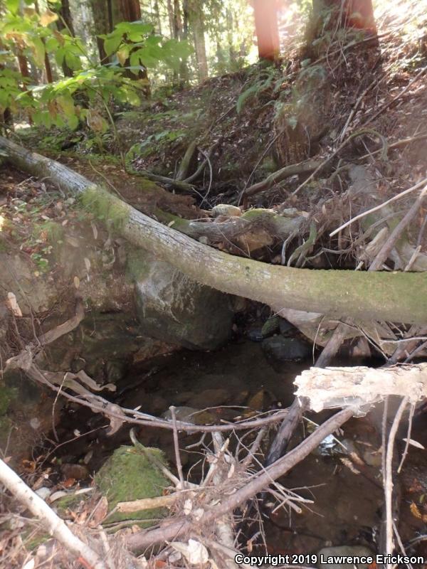 California Giant Salamander (Dicamptodon ensatus)