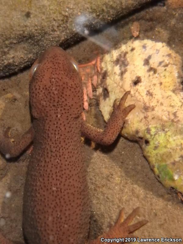 Rough-skinned Newt (Taricha granulosa)