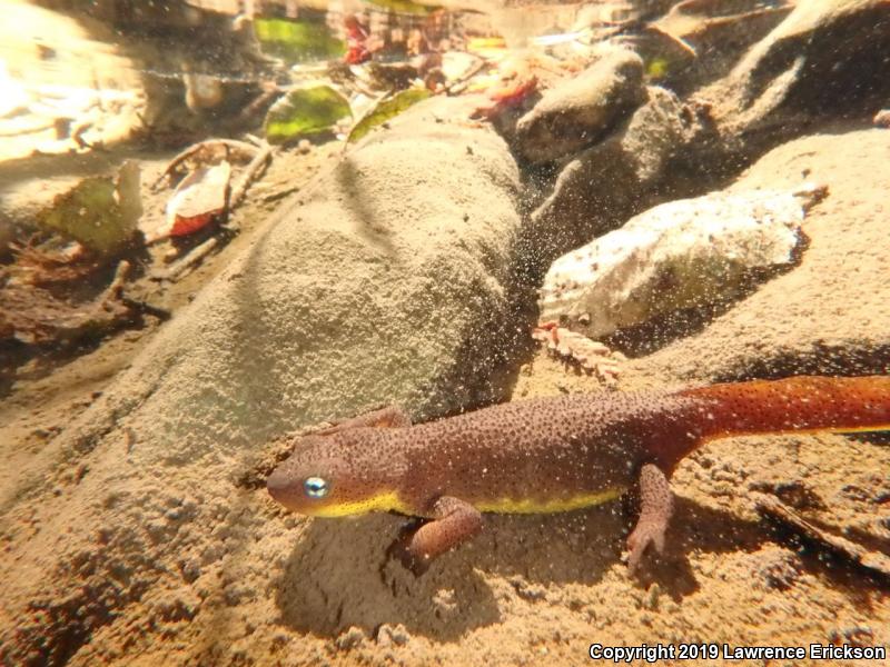 Rough-skinned Newt (Taricha granulosa)