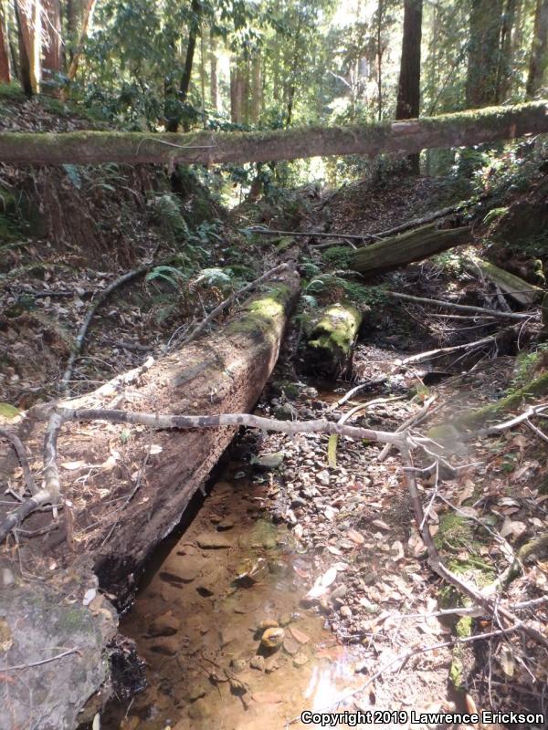 Rough-skinned Newt (Taricha granulosa)