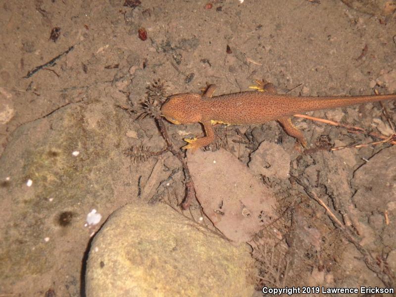 Rough-skinned Newt (Taricha granulosa)