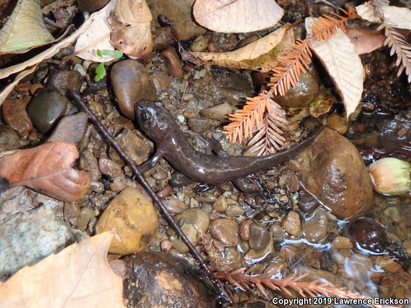 California Giant Salamander (Dicamptodon ensatus)