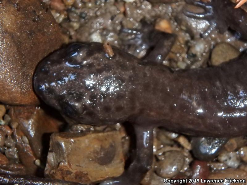 California Giant Salamander (Dicamptodon ensatus)