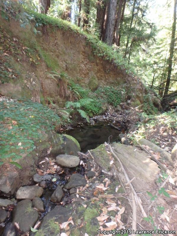 California Giant Salamander (Dicamptodon ensatus)