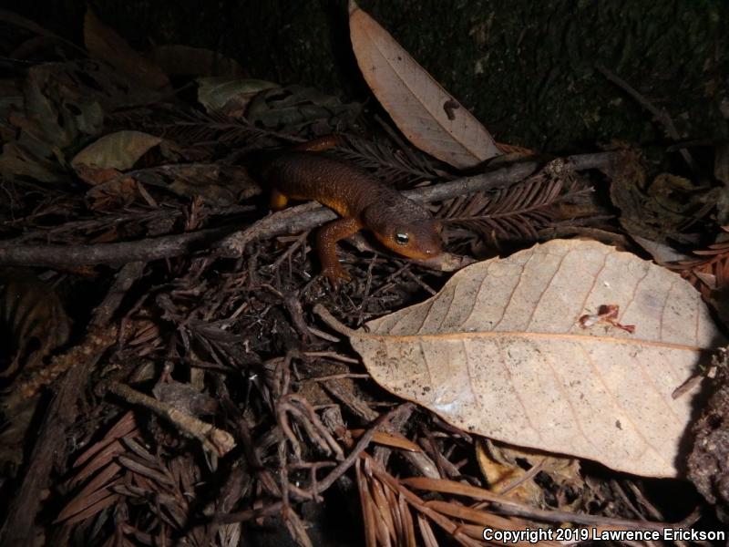 Coast Range Newt (Taricha torosa torosa)