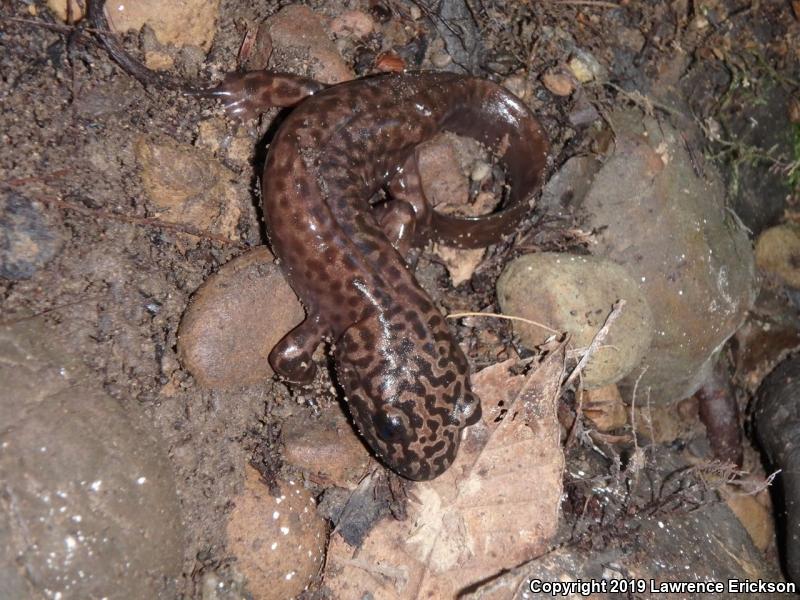 California Giant Salamander (Dicamptodon ensatus)