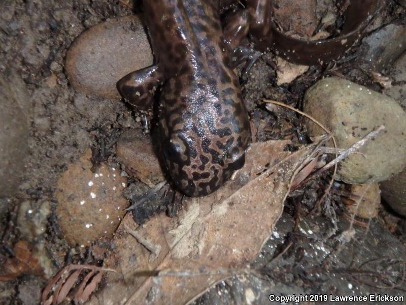 California Giant Salamander (Dicamptodon ensatus)