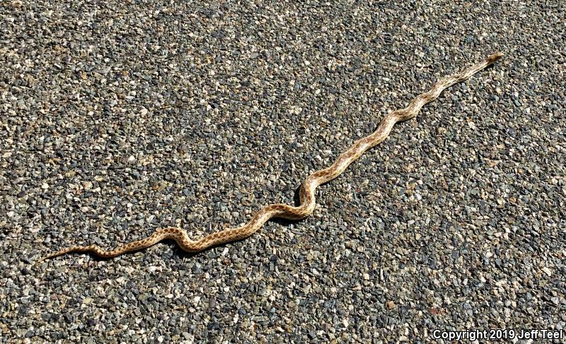 San Diego Gopher Snake (Pituophis catenifer annectens)