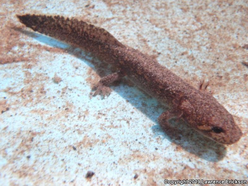 California Giant Salamander (Dicamptodon ensatus)