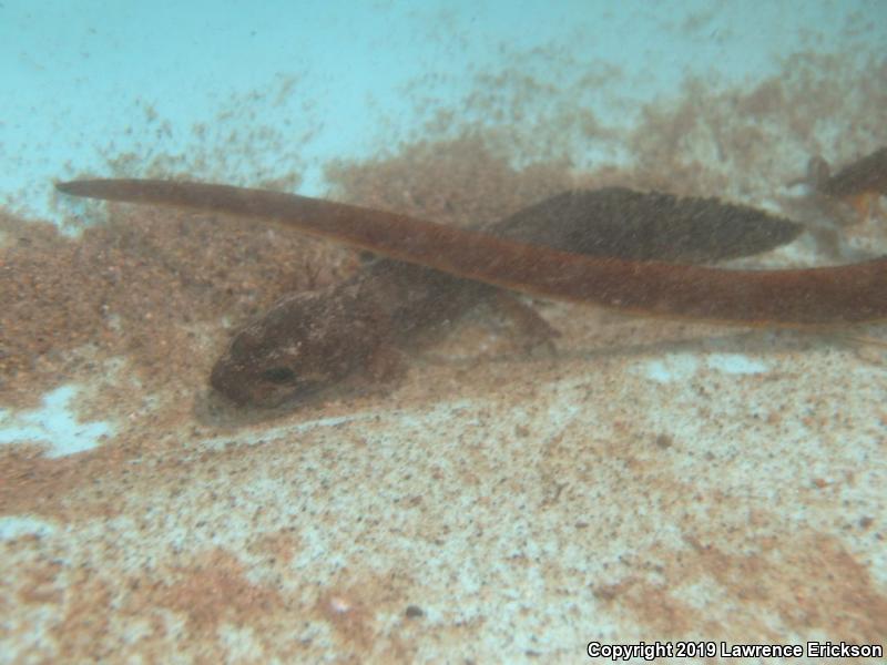 California Giant Salamander (Dicamptodon ensatus)