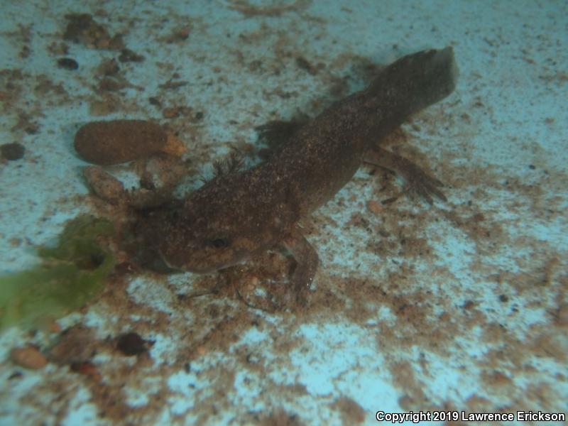 California Giant Salamander (Dicamptodon ensatus)