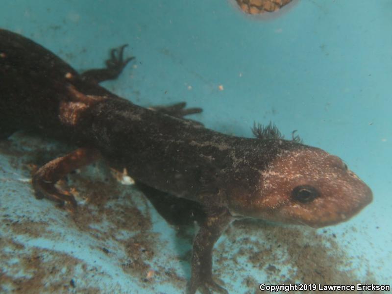 California Giant Salamander (Dicamptodon ensatus)