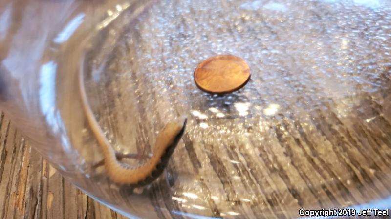 San Diego Alligator Lizard (Elgaria multicarinata webbii)