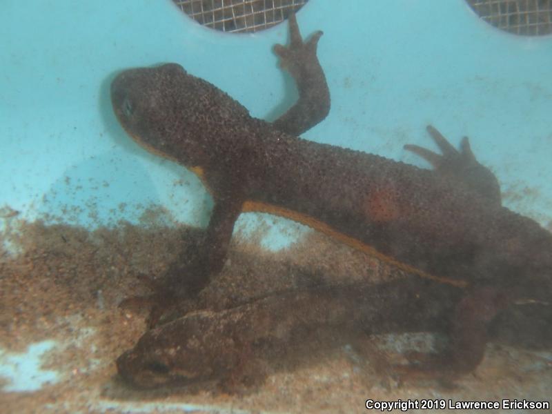 Rough-skinned Newt (Taricha granulosa)