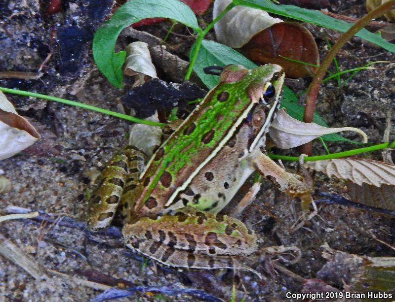 Southern Leopard Frog (Lithobates sphenocephalus utricularius)