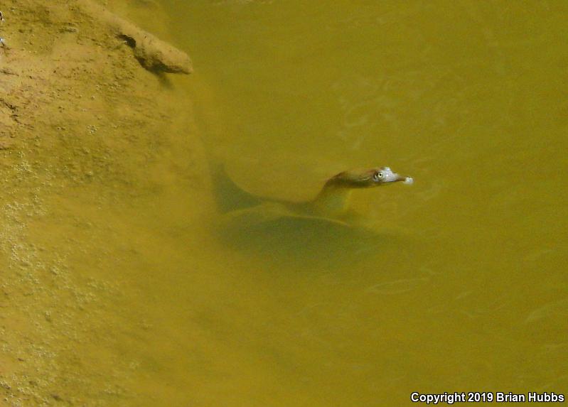 Midland Smooth Softshell (Apalone mutica mutica)