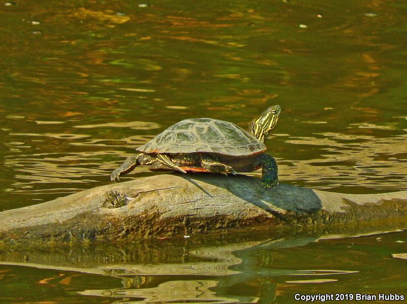 Western Painted Turtle (Chrysemys picta bellii)