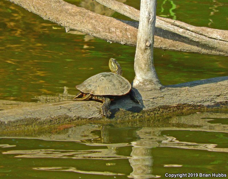 Western Painted Turtle (Chrysemys picta bellii)