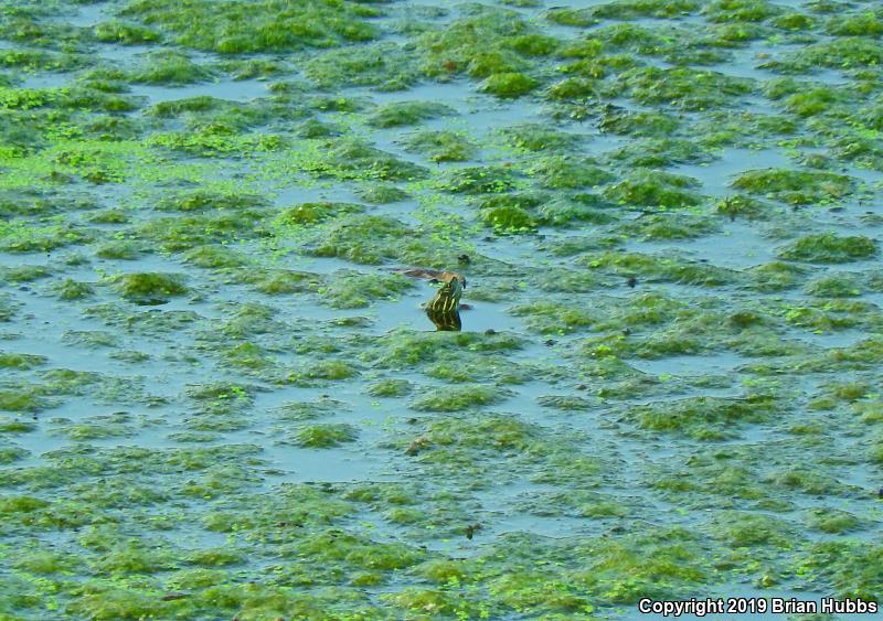 Western Painted Turtle (Chrysemys picta bellii)