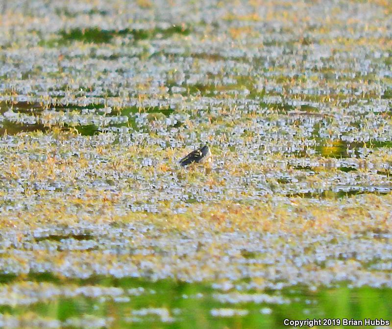 Western Painted Turtle (Chrysemys picta bellii)