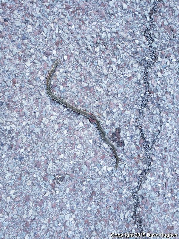 Eastern Gartersnake (Thamnophis sirtalis sirtalis)