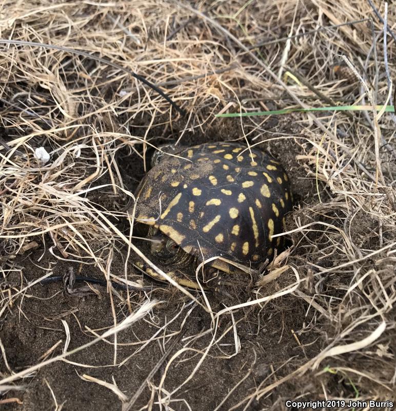 Ornate Box Turtle (Terrapene ornata ornata)