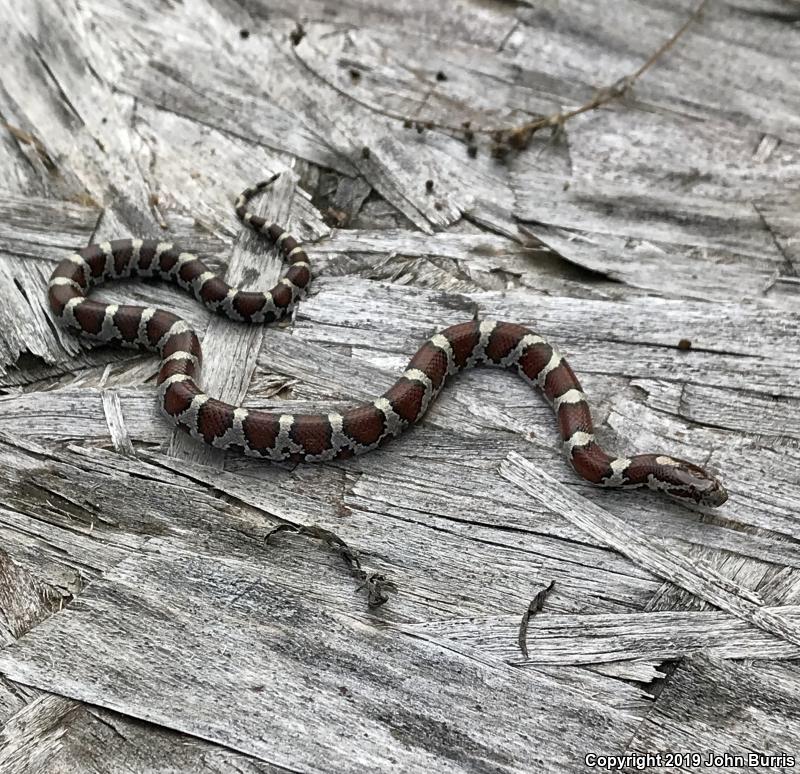 Eastern Milksnake (Lampropeltis triangulum triangulum)