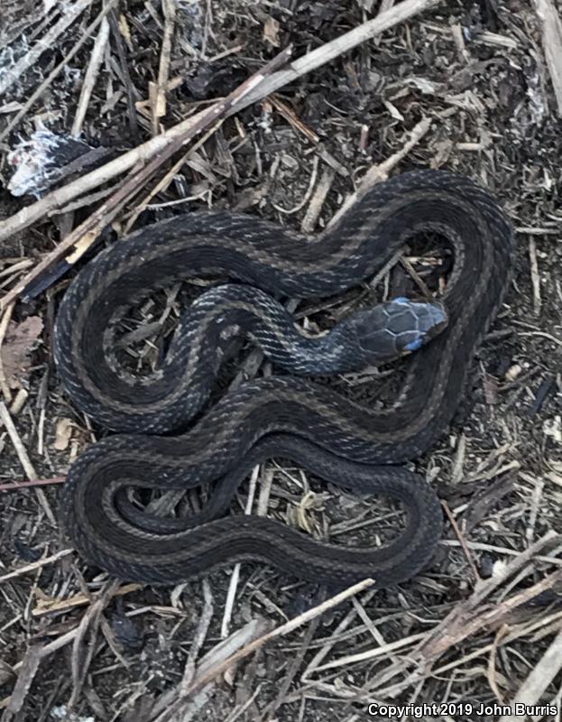 Chicago Gartersnake (Thamnophis sirtalis semifasciatus)