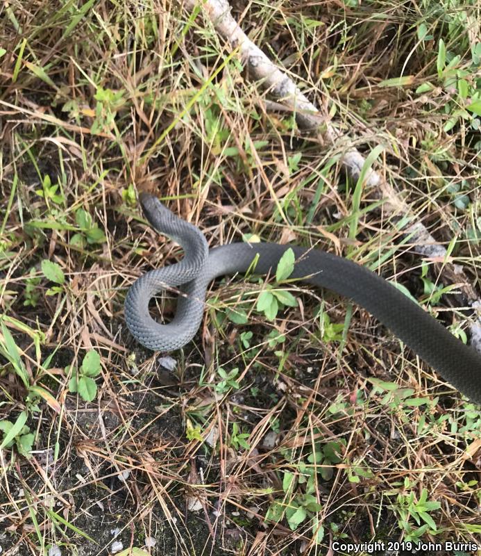 Blue Racer (Coluber constrictor foxii)