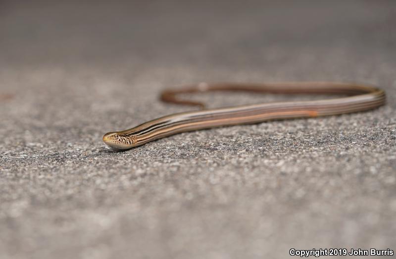 Western Slender Glass Lizard (Ophisaurus attenuatus attenuatus)