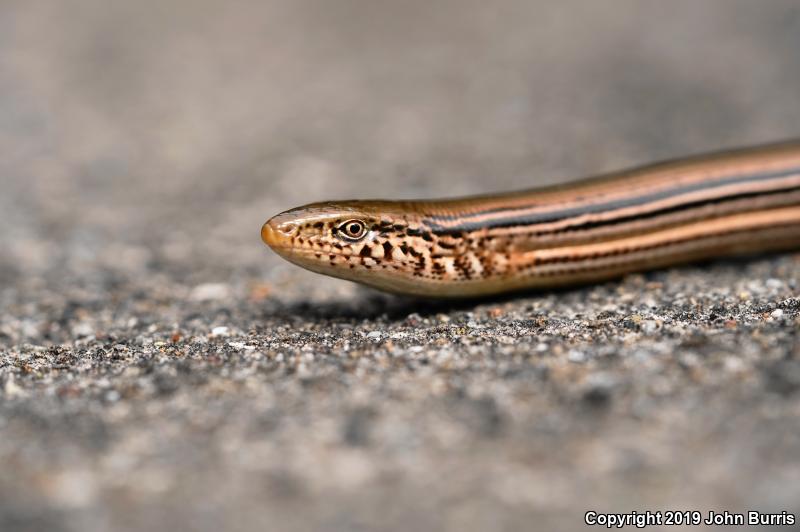 Western Slender Glass Lizard (Ophisaurus attenuatus attenuatus)