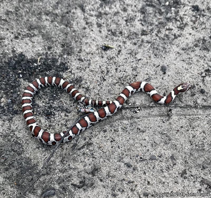 Eastern Milksnake (Lampropeltis triangulum triangulum)