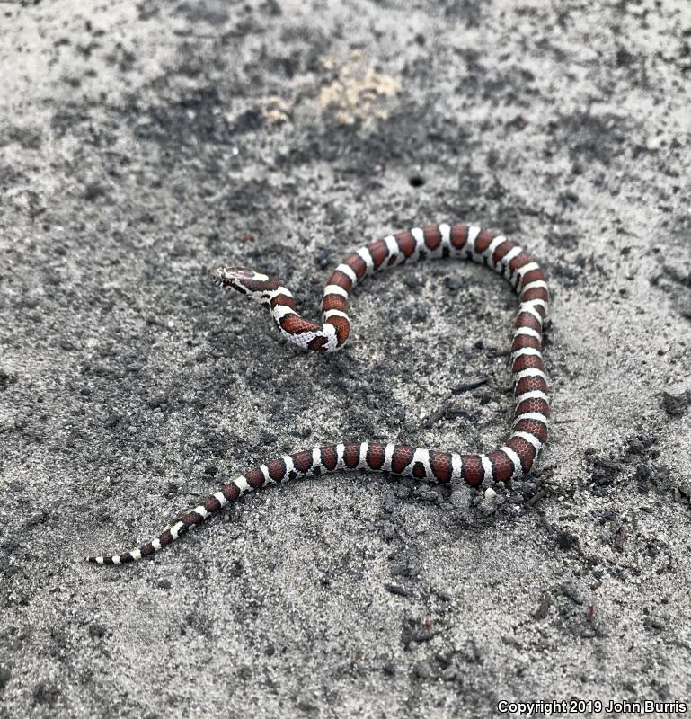 Eastern Milksnake (Lampropeltis triangulum triangulum)