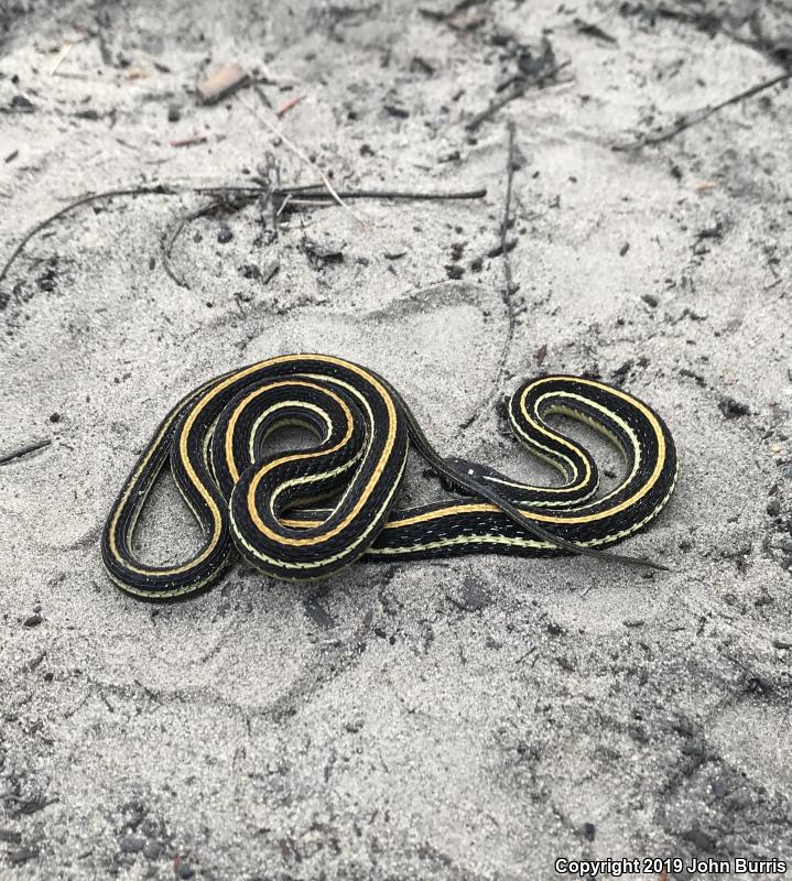 Orange-striped Ribbonsnake (Thamnophis proximus proximus)