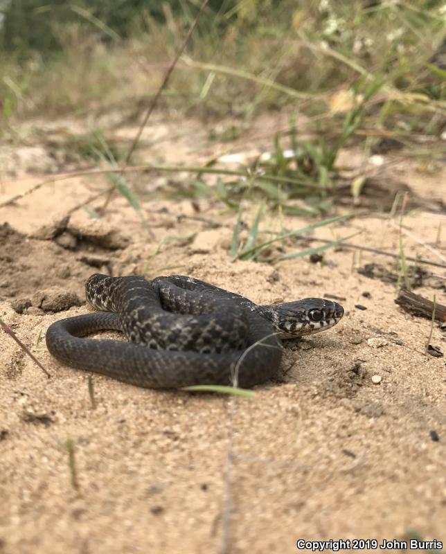 Blue Racer (Coluber constrictor foxii)