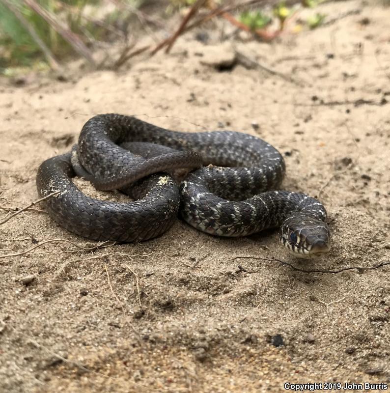 Blue Racer (Coluber constrictor foxii)