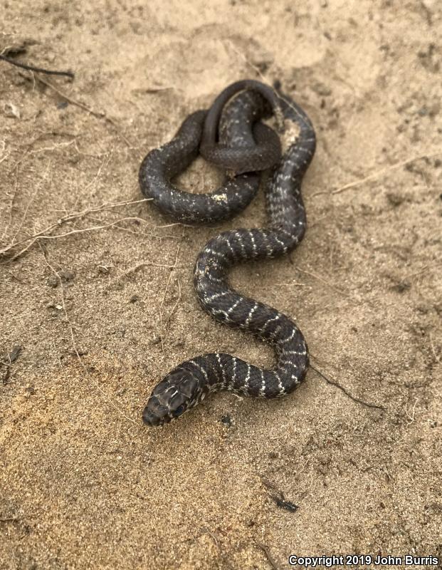 Blue Racer (Coluber constrictor foxii)