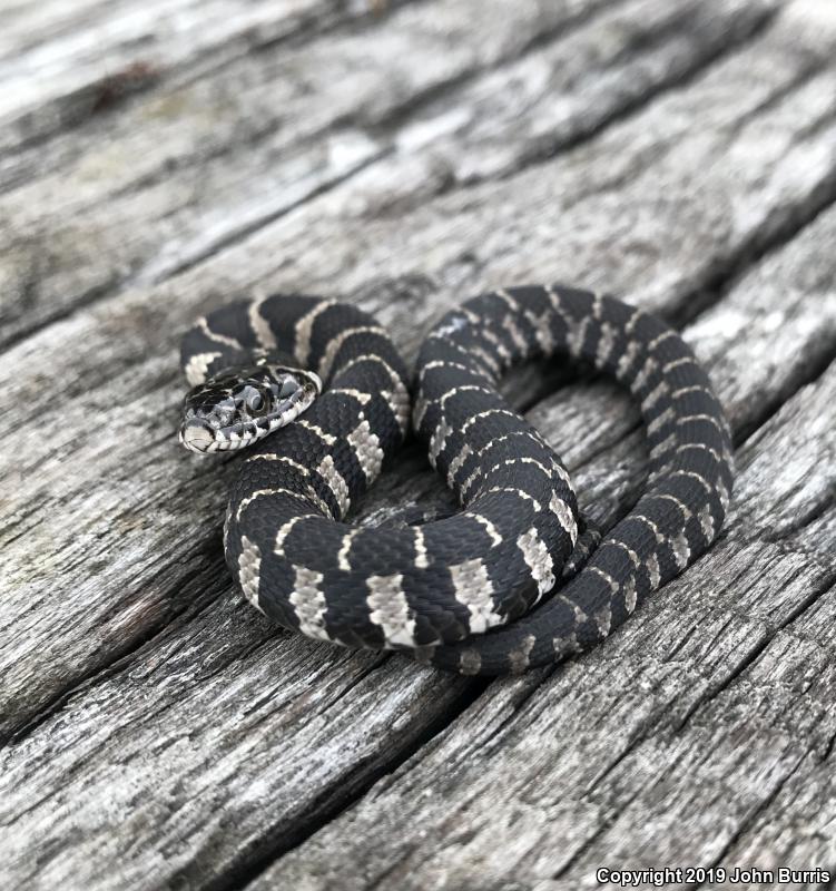 Northern Watersnake (Nerodia sipedon sipedon)