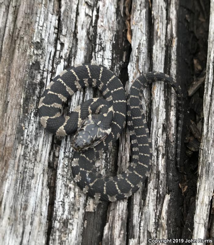 Northern Watersnake (Nerodia sipedon sipedon)