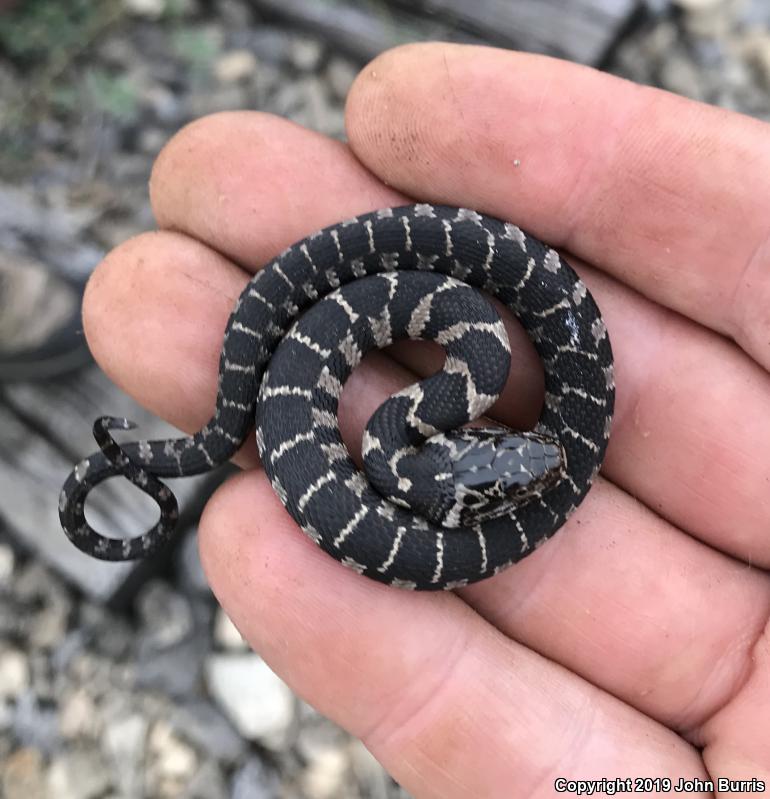 Northern Watersnake (Nerodia sipedon sipedon)