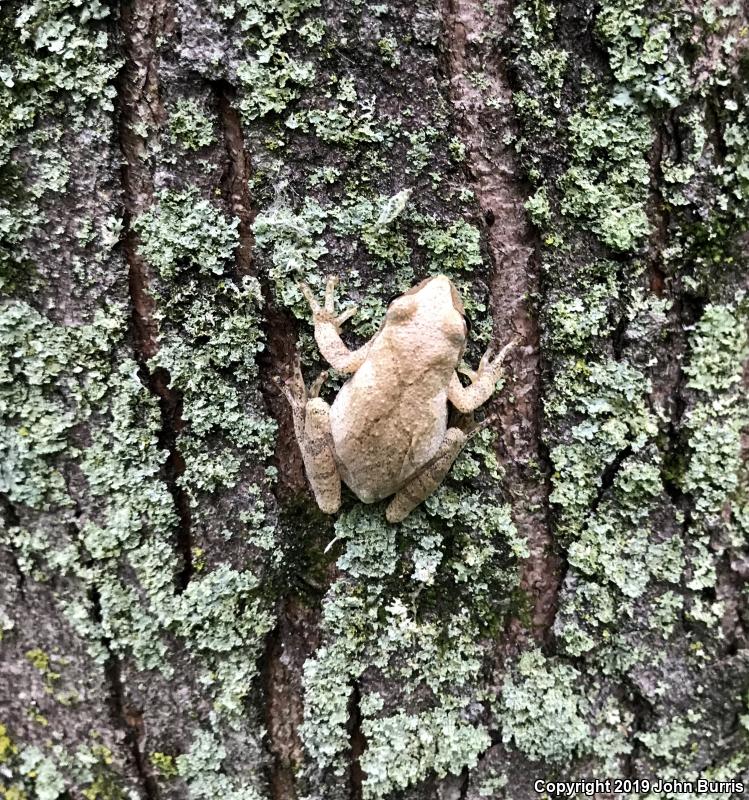 Spring Peeper (Pseudacris crucifer)