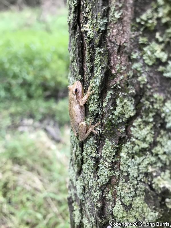 Spring Peeper (Pseudacris crucifer)