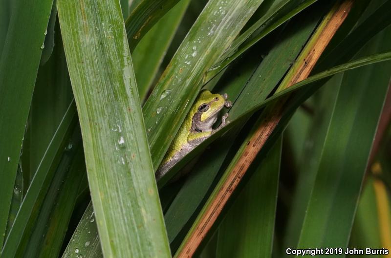 Gray Treefrog (Hyla versicolor)