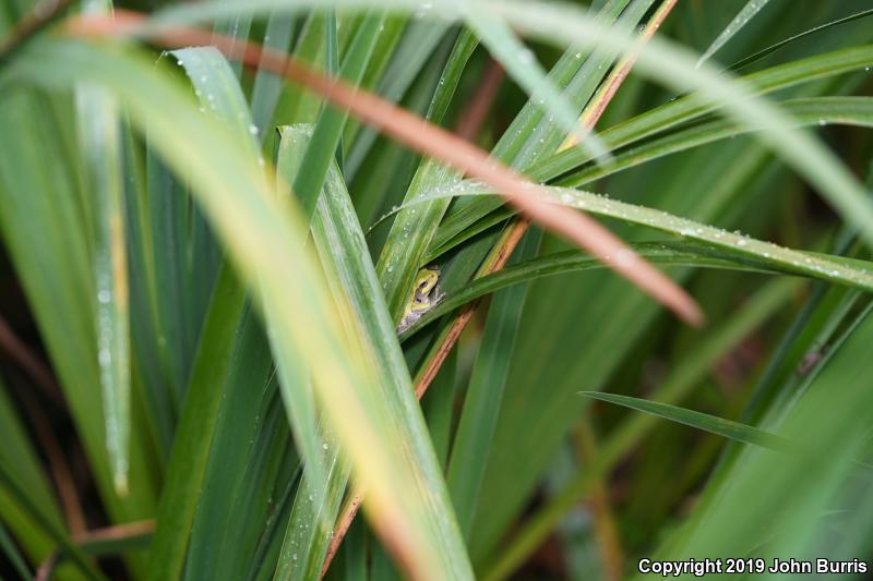 Gray Treefrog (Hyla versicolor)