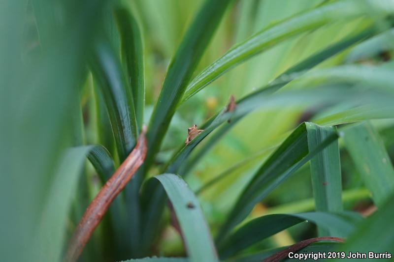 Spring Peeper (Pseudacris crucifer)