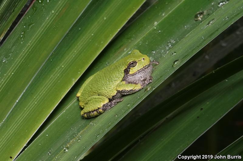 Gray Treefrog (Hyla versicolor)