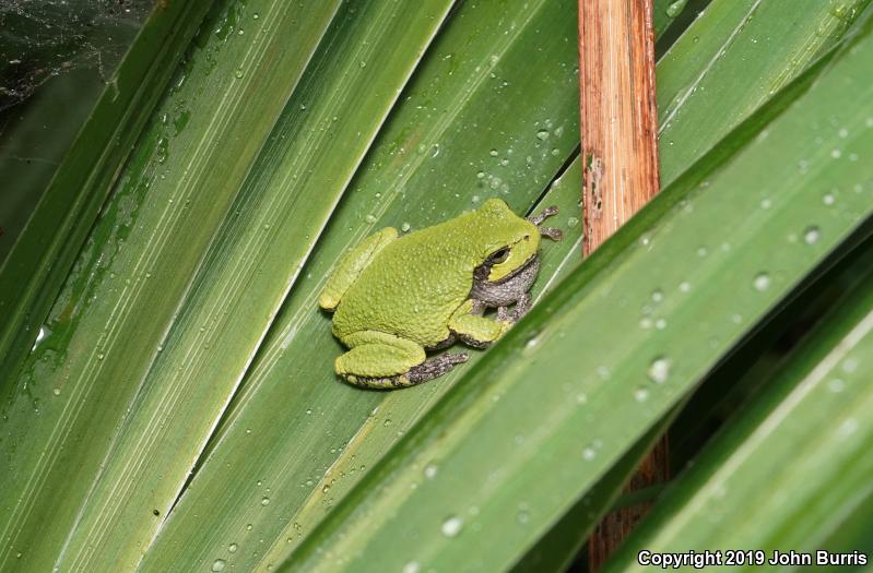 Gray Treefrog (Hyla versicolor)