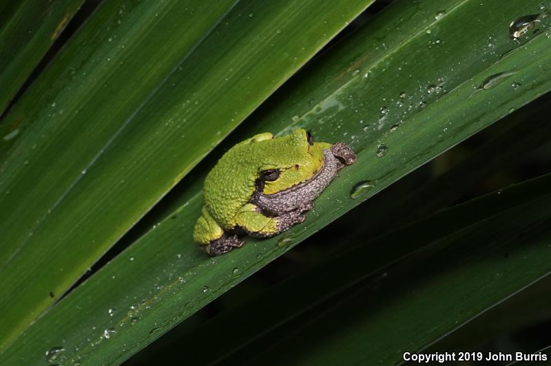 Gray Treefrog (Hyla versicolor)