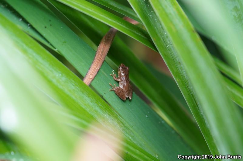 Spring Peeper (Pseudacris crucifer)