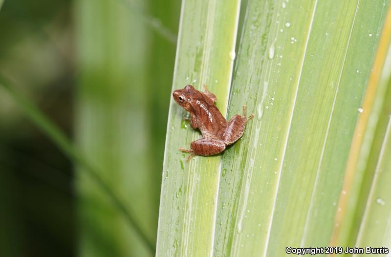 Spring Peeper (Pseudacris crucifer)